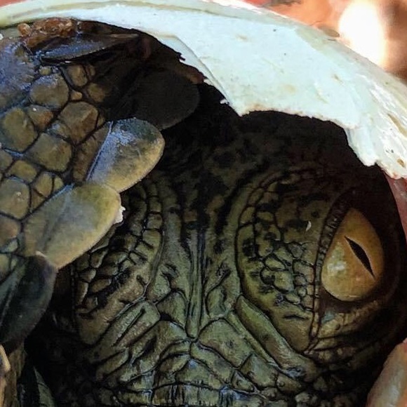 Meet your Posher, Christopher - Picture 1 of 1